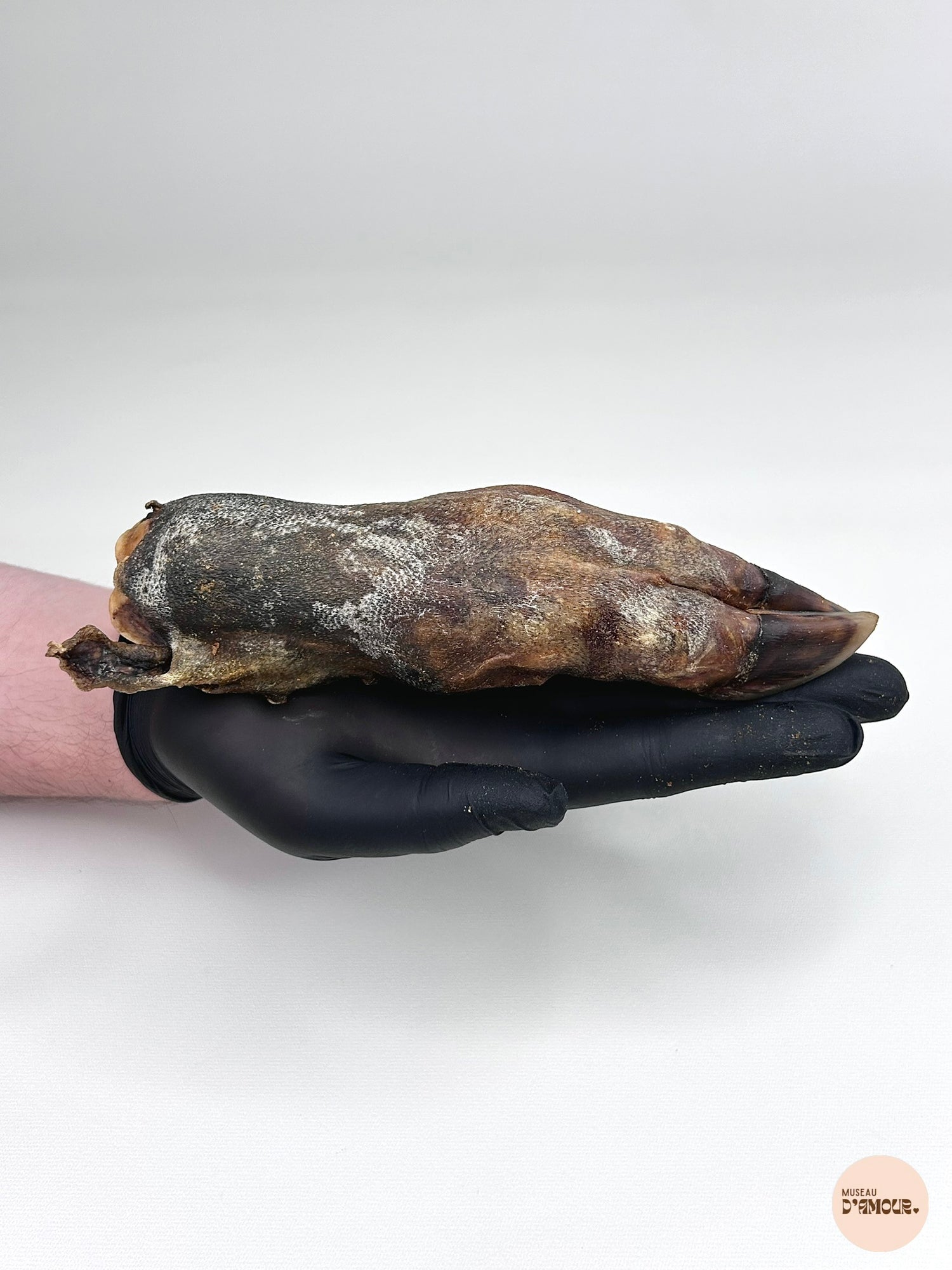Boar's foot