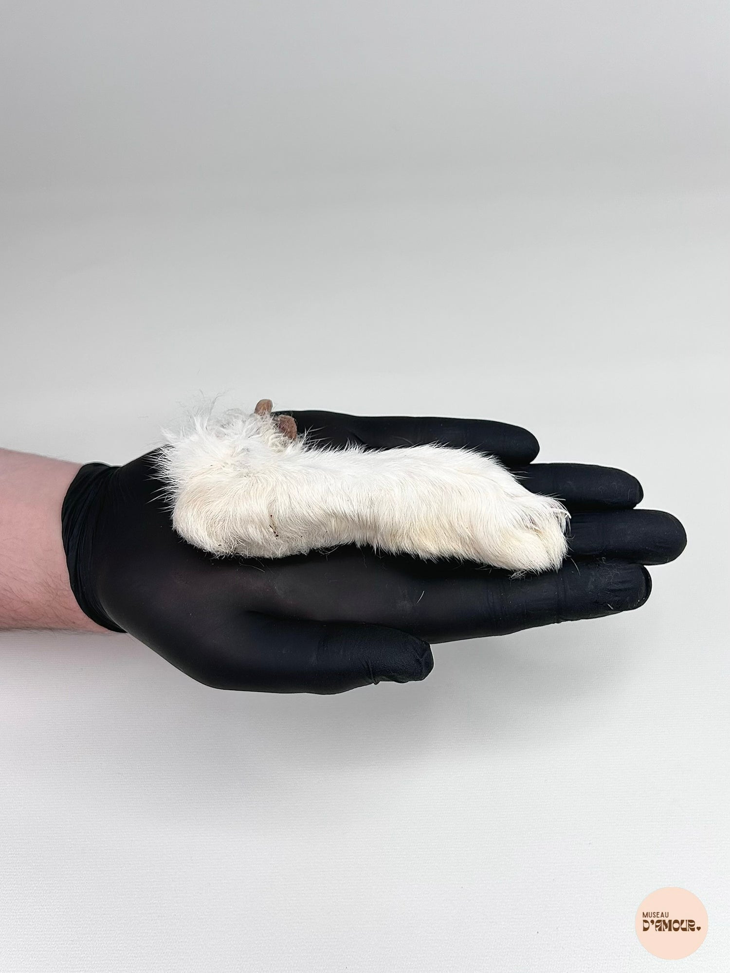 Rabbit's foot (with fur)