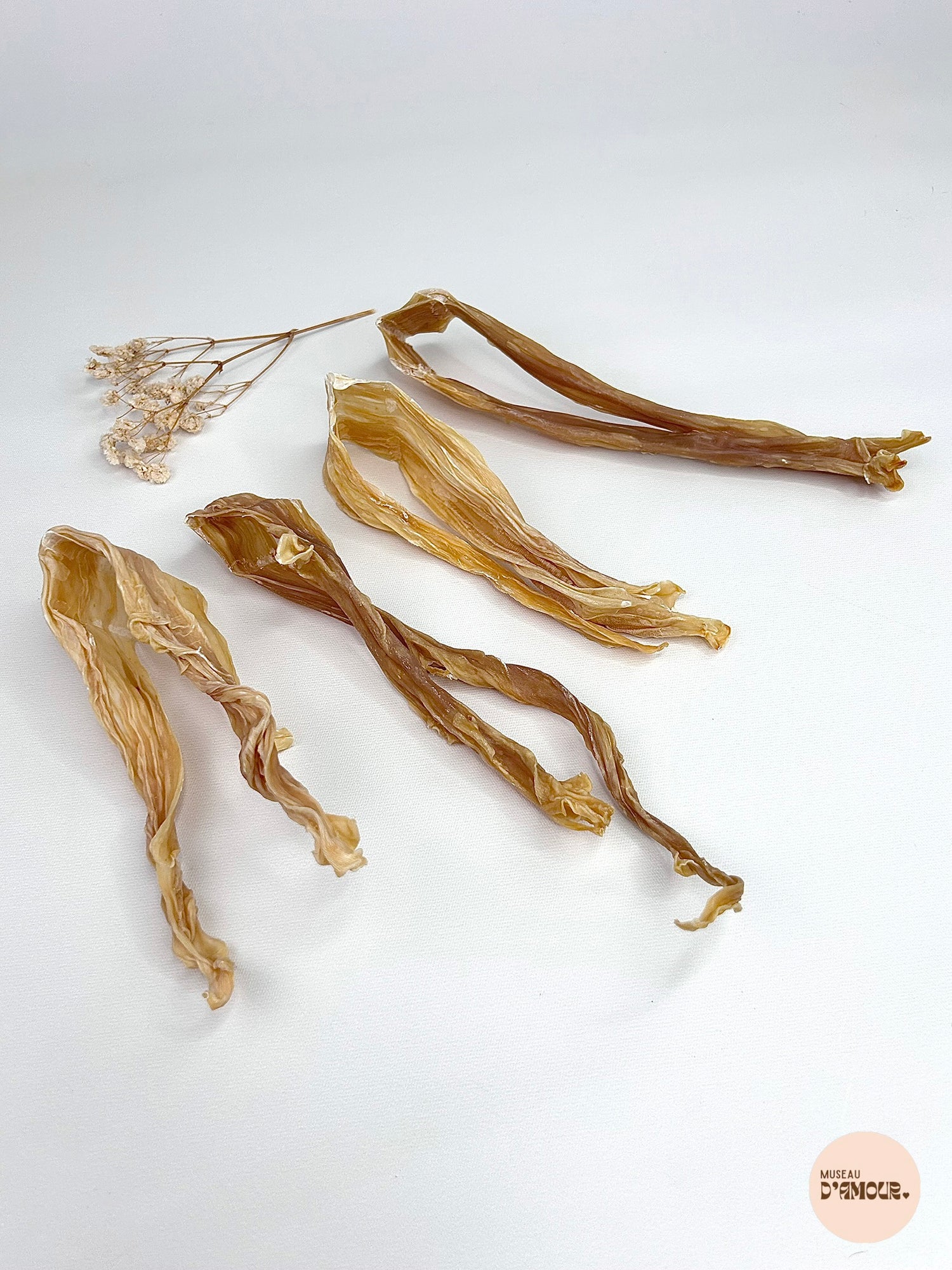 Lamelle de calamar
