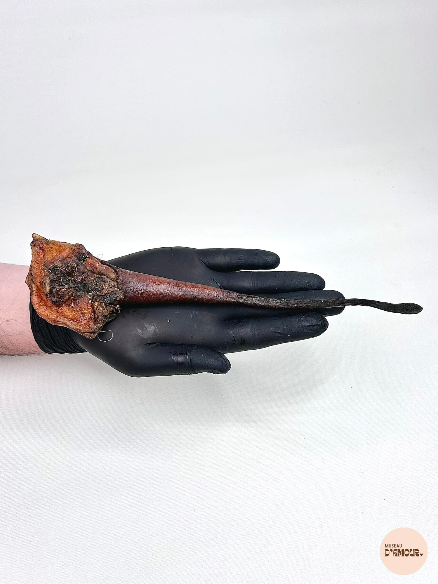 Queue de sanglier
