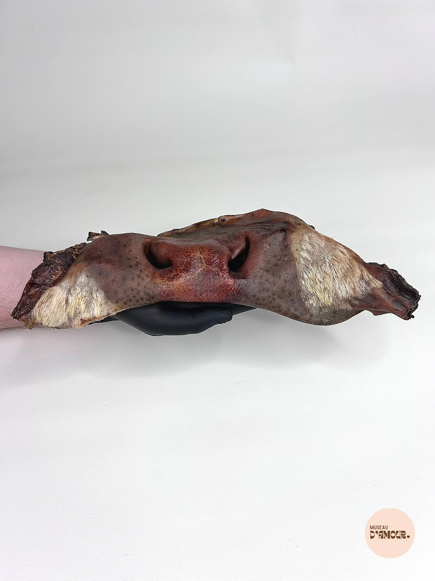 Museau de bœuf - avec poils