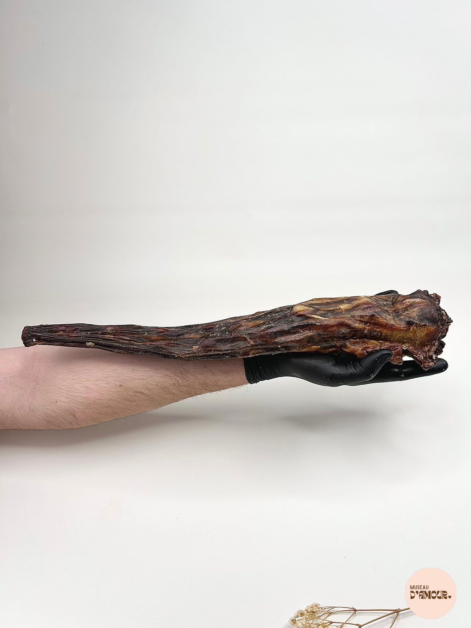 Queue de bœuf XXL