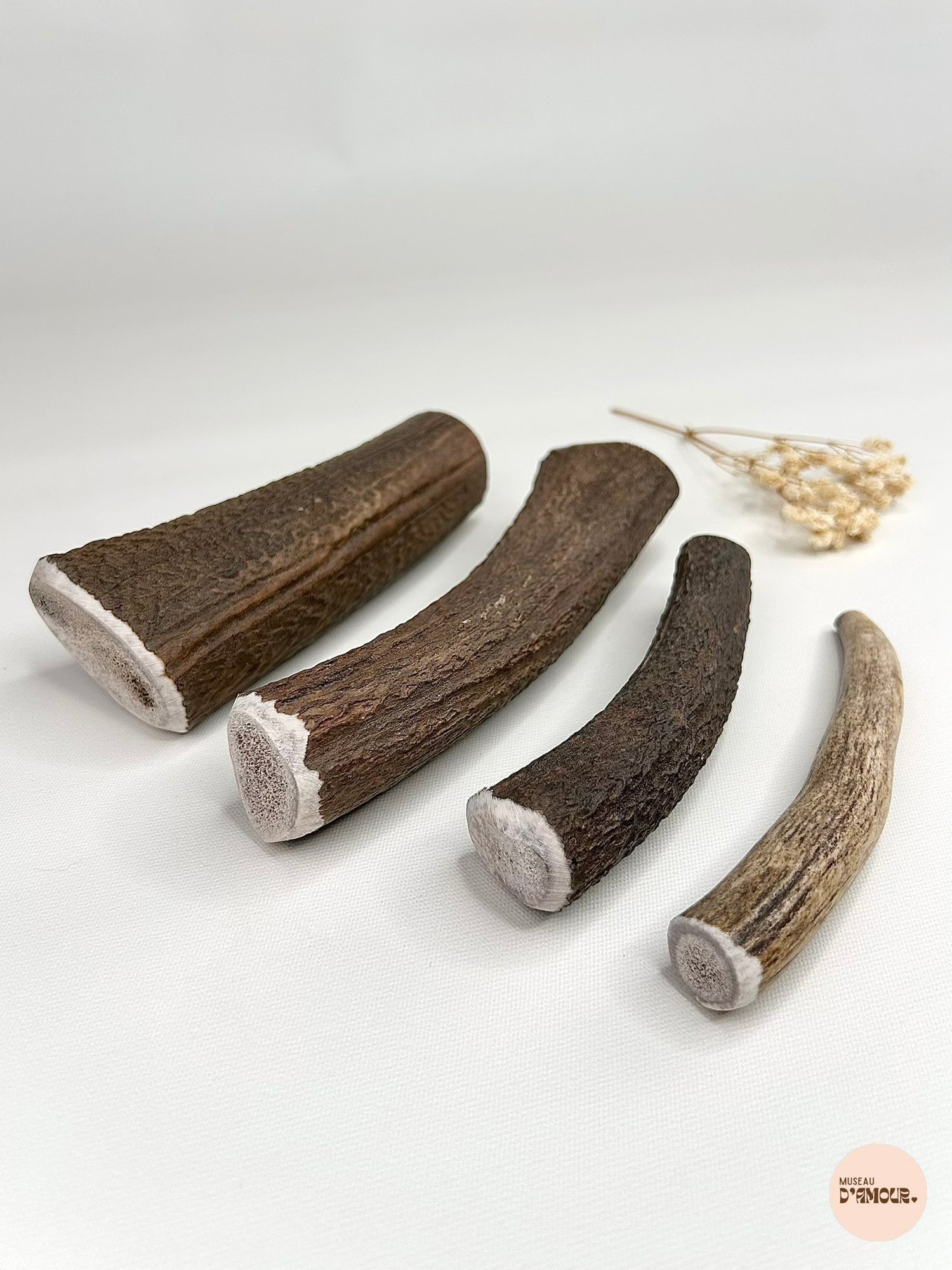 Bois de cerf entier