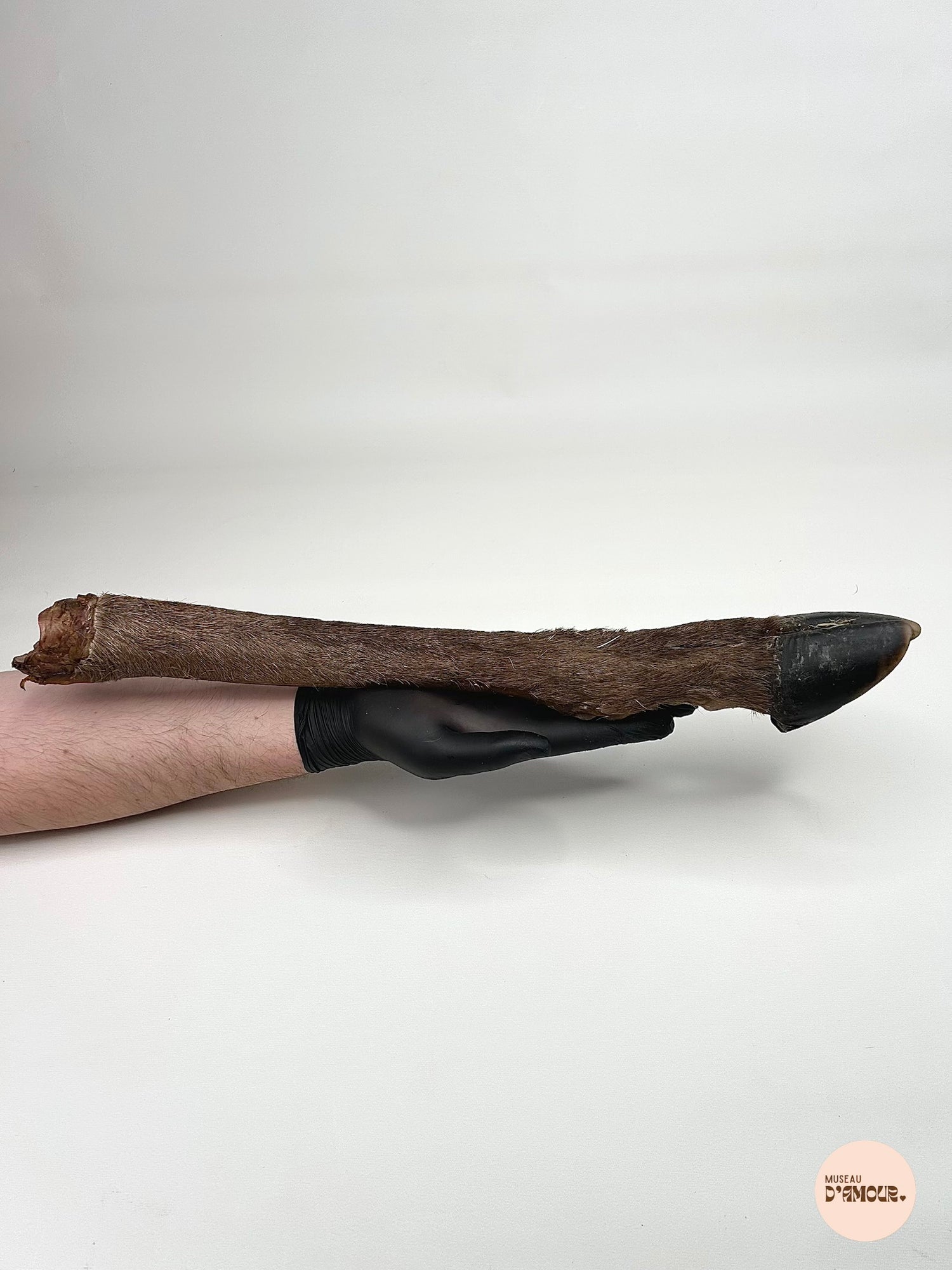 Deer leg (with hair)