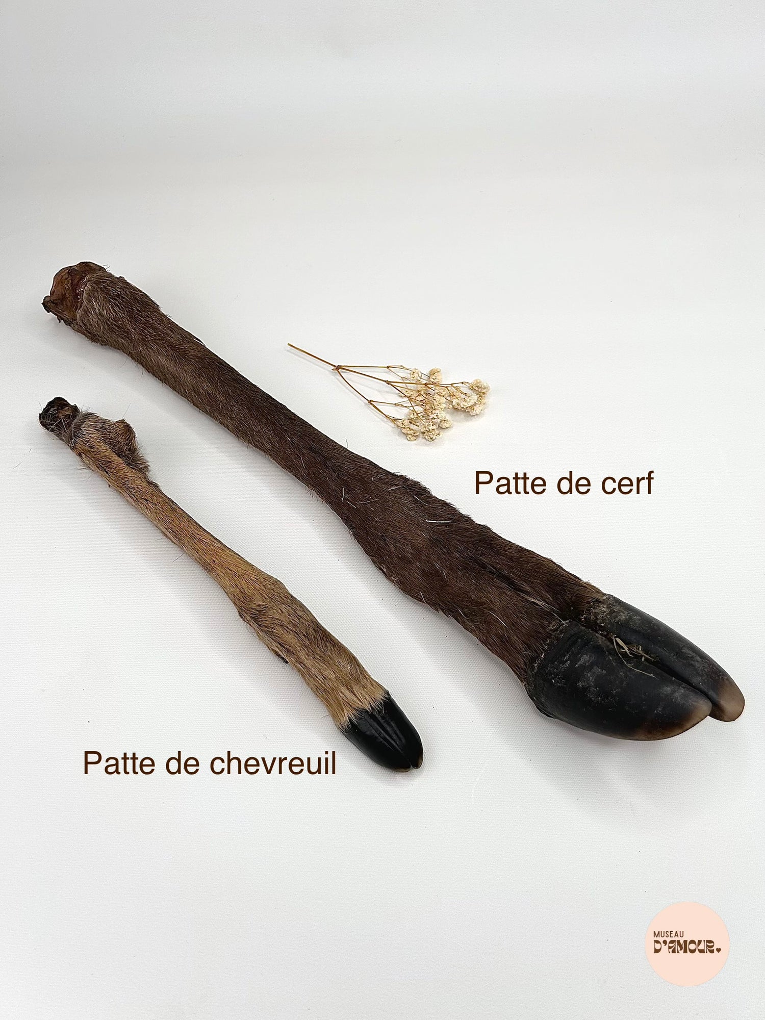 Patte de cerf - avec poils