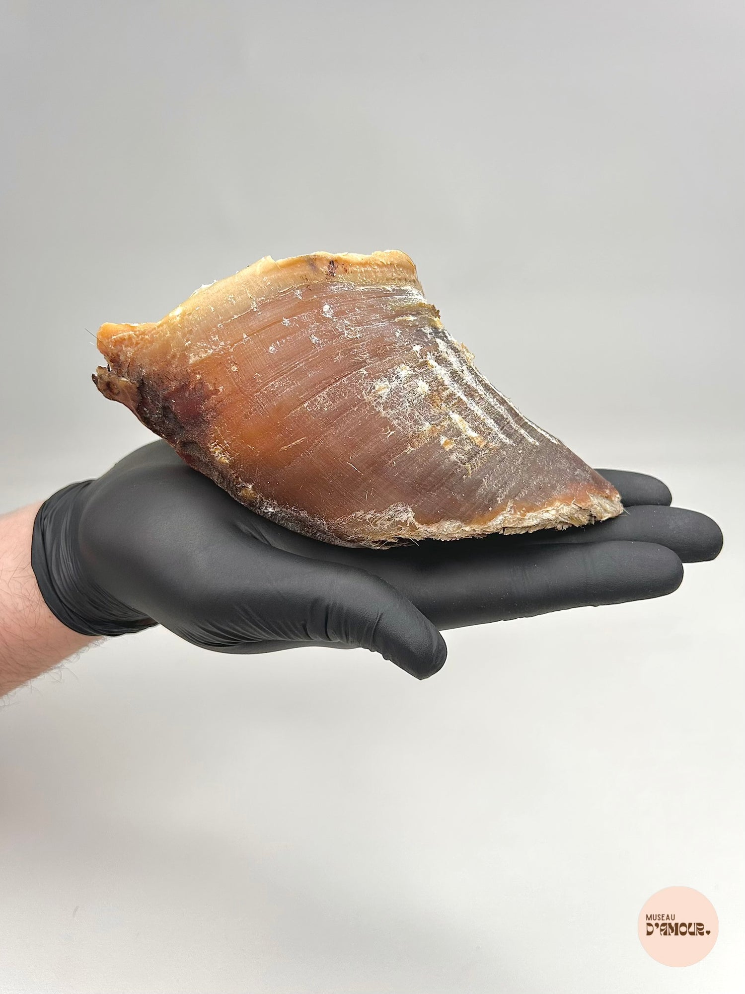 Sabot de boeuf