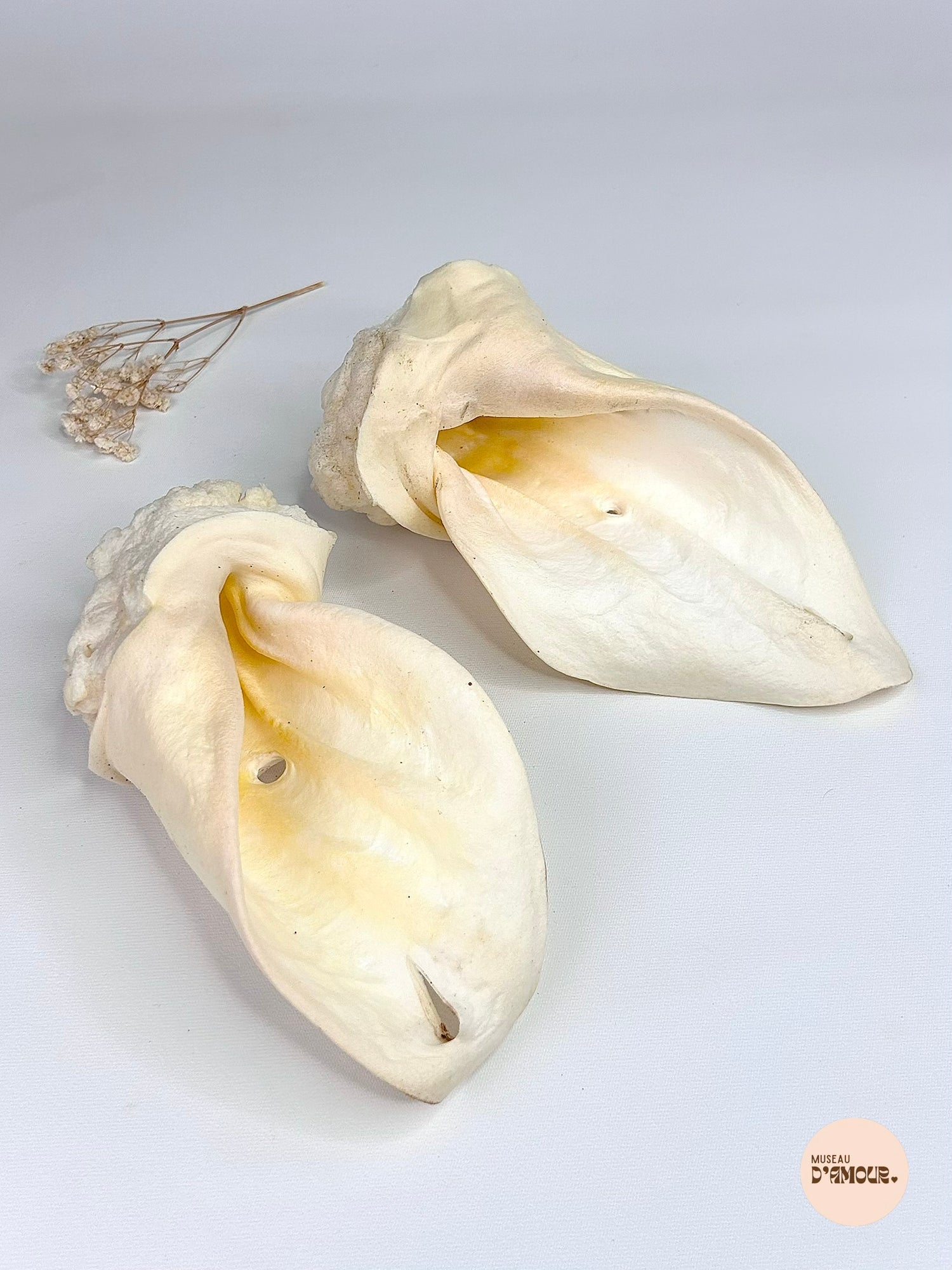 Oreille de bœuf soufflée