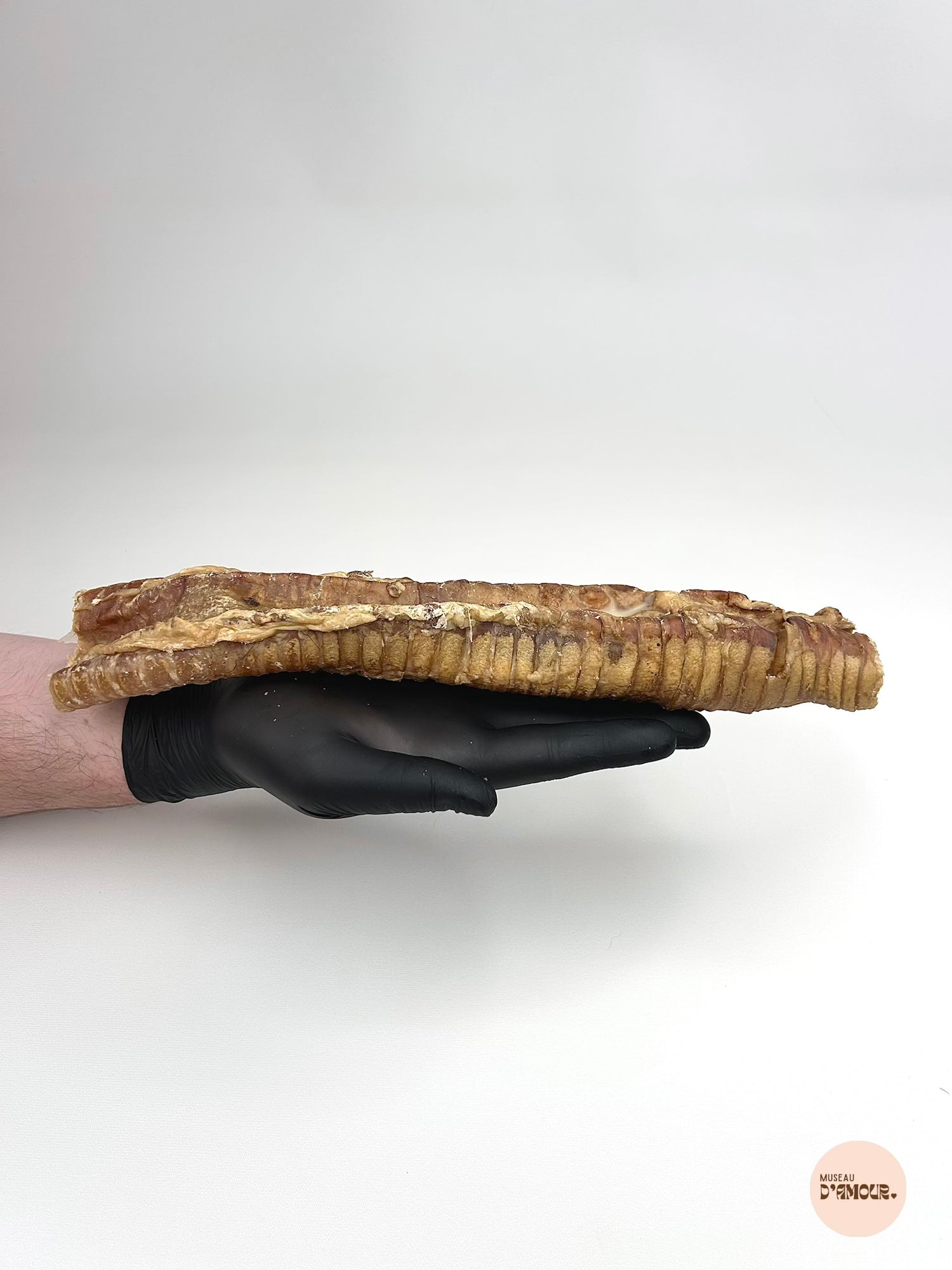 Trachée de bœuf 30 cm