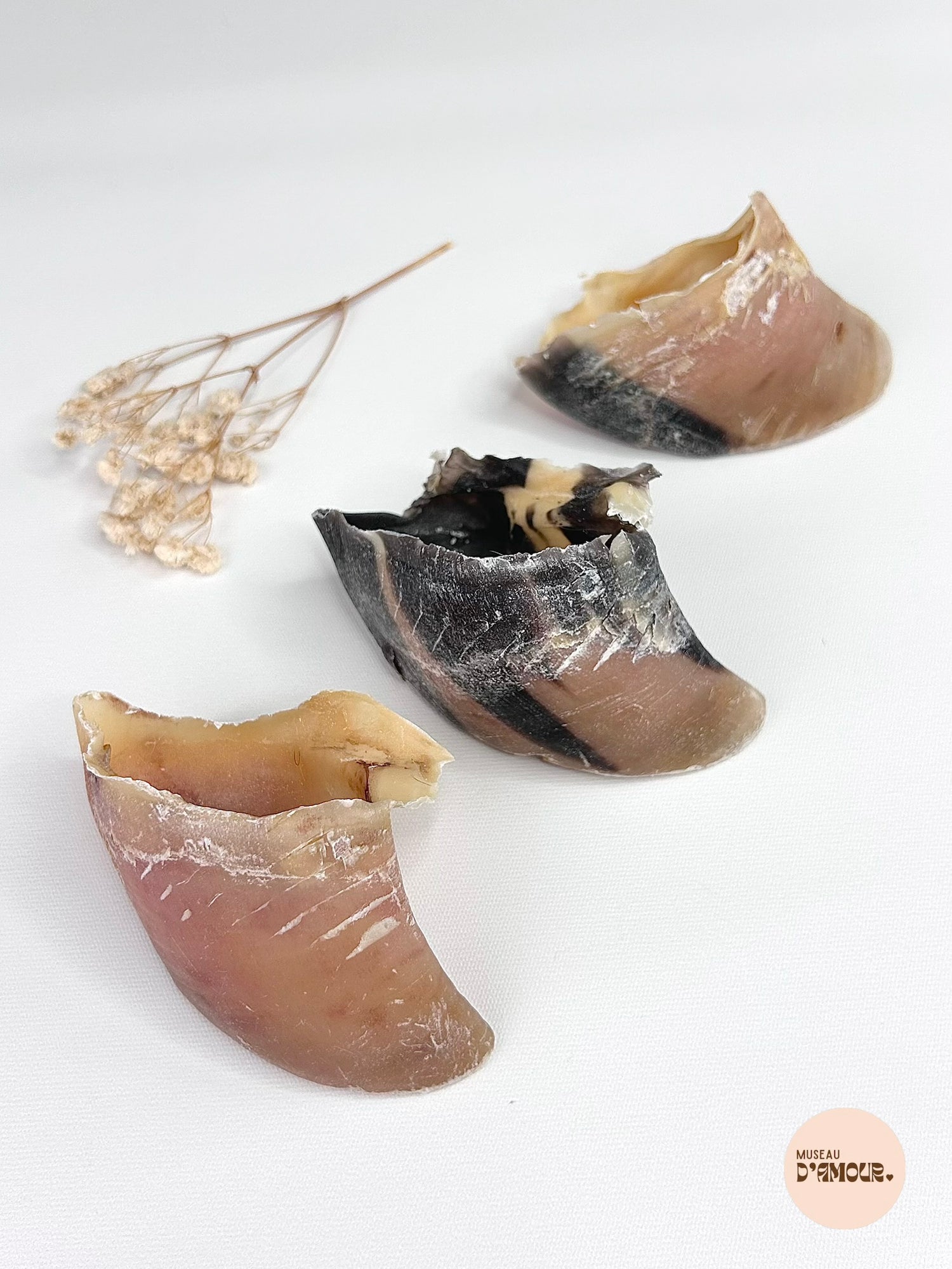 Sabot de veau