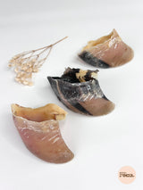 Sabot de veau
