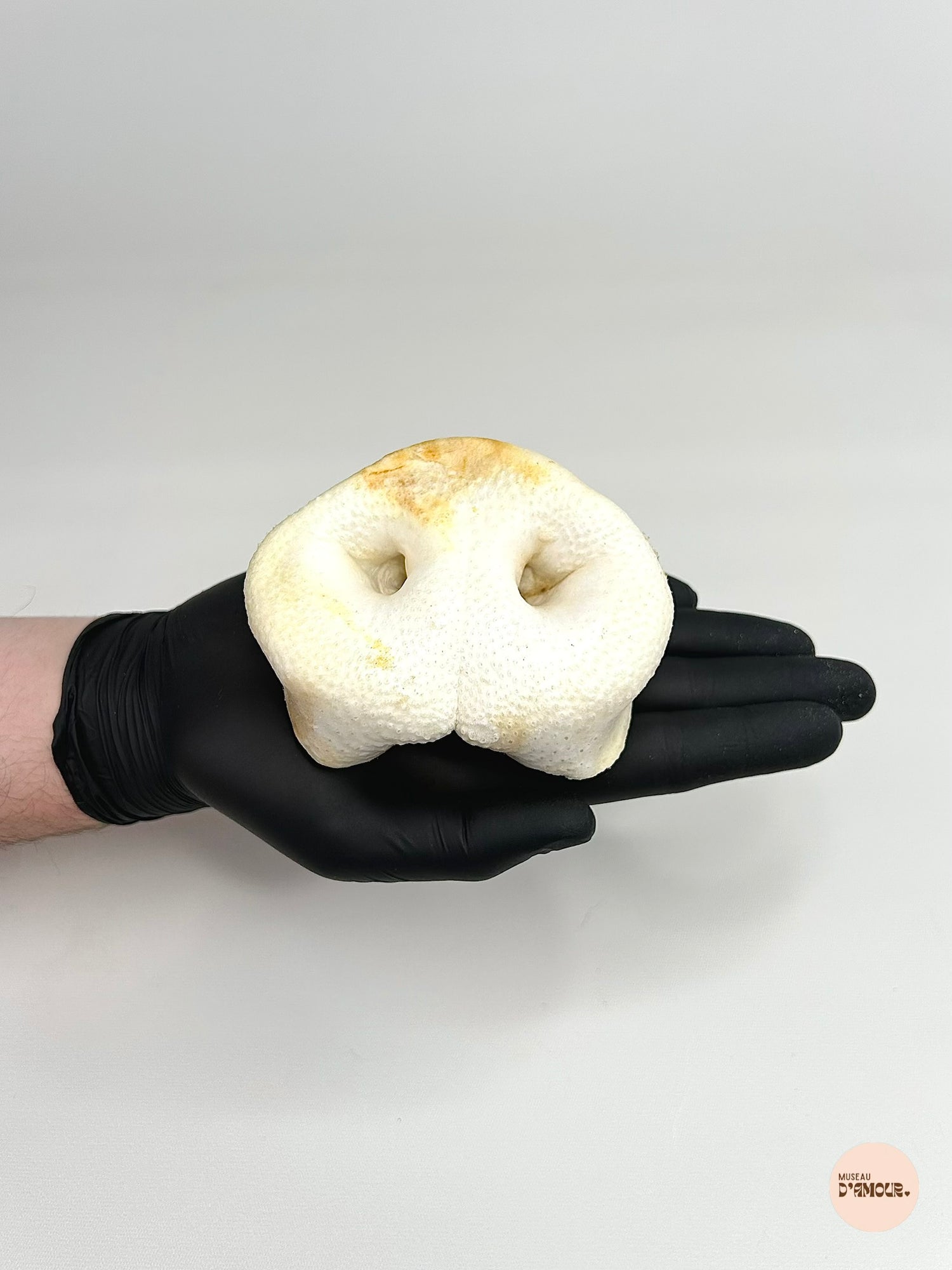 Groin de porc soufflé