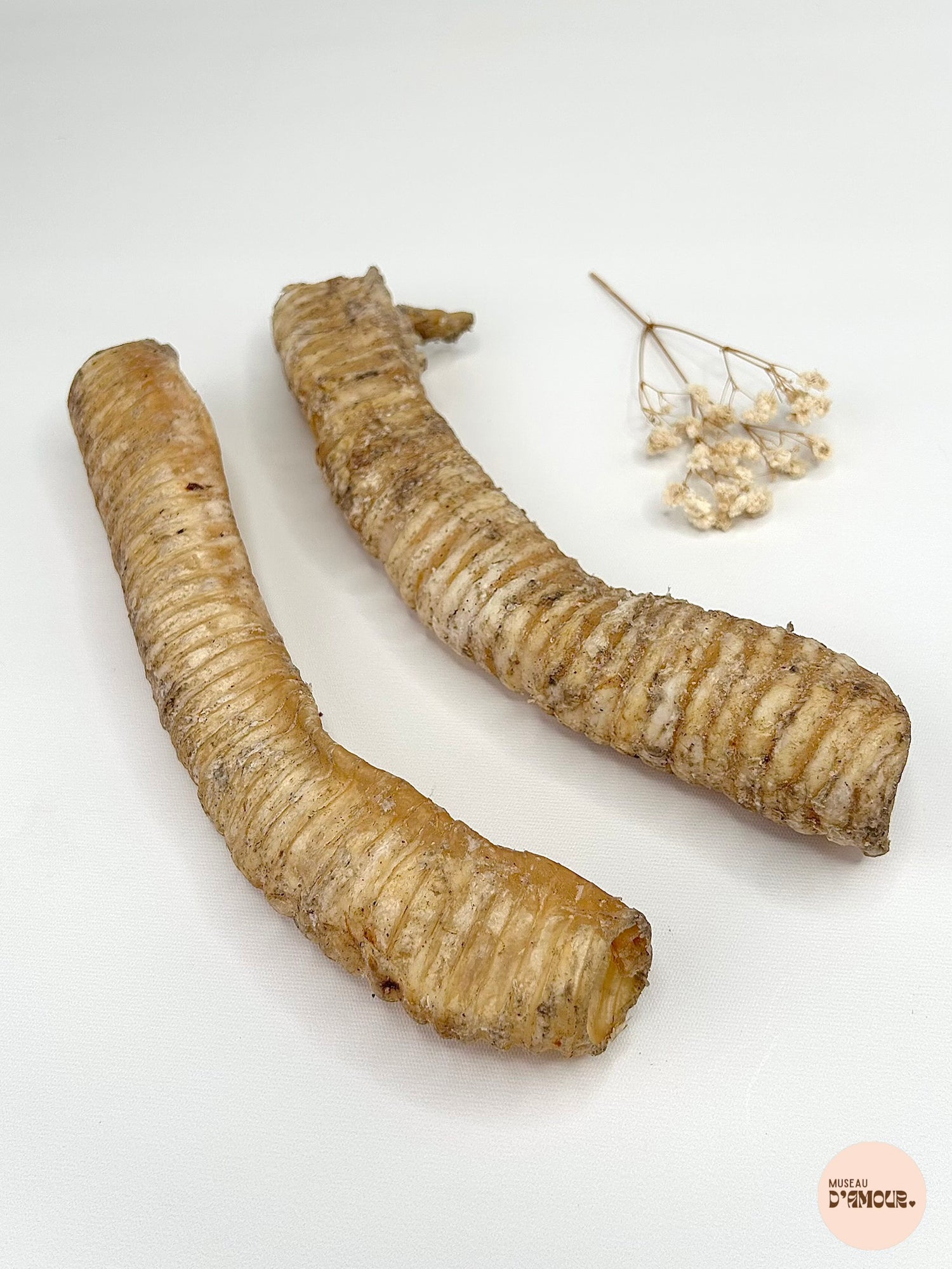 Trachée de cheval