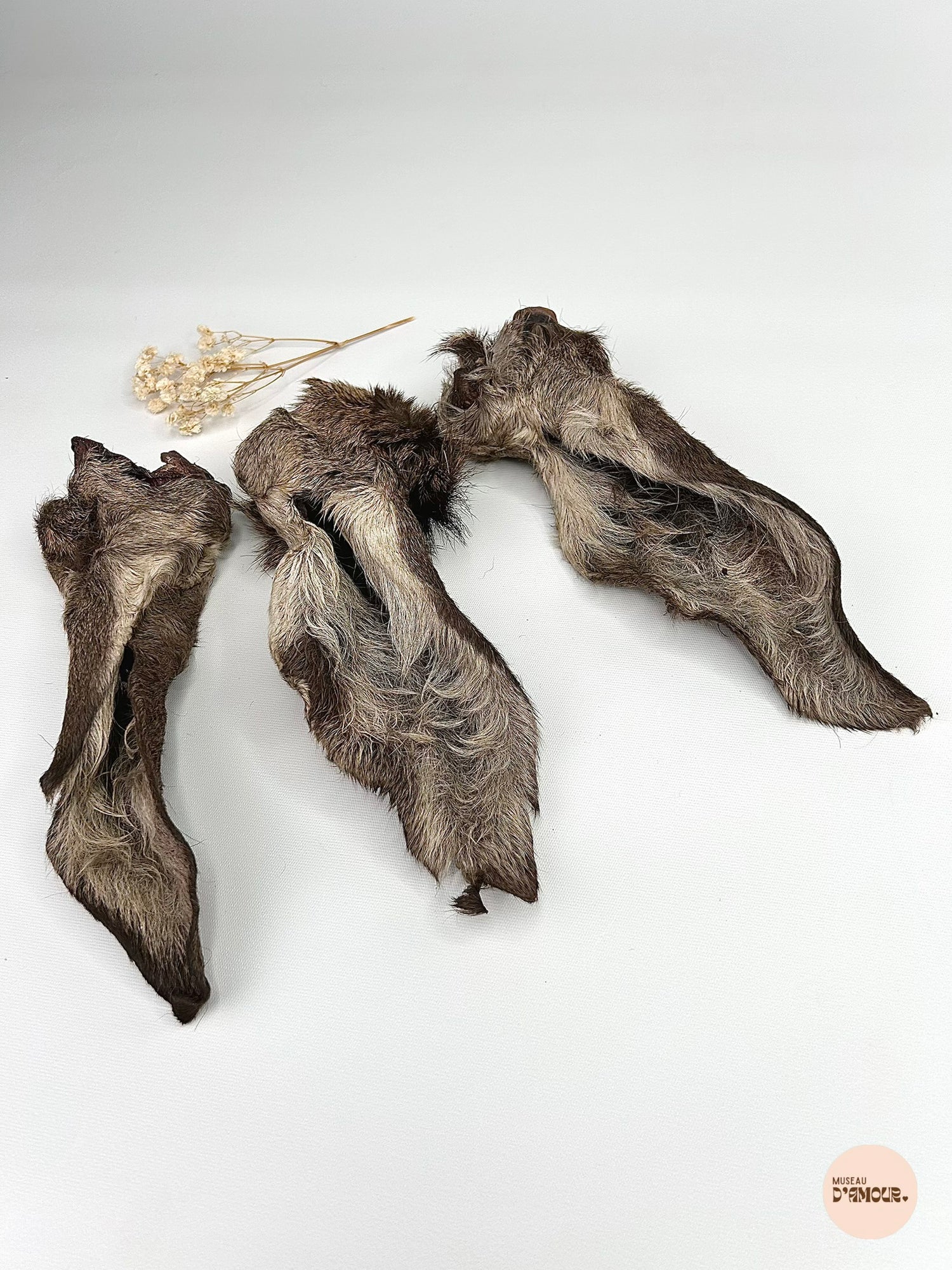 Oreille de cerf - avec poils