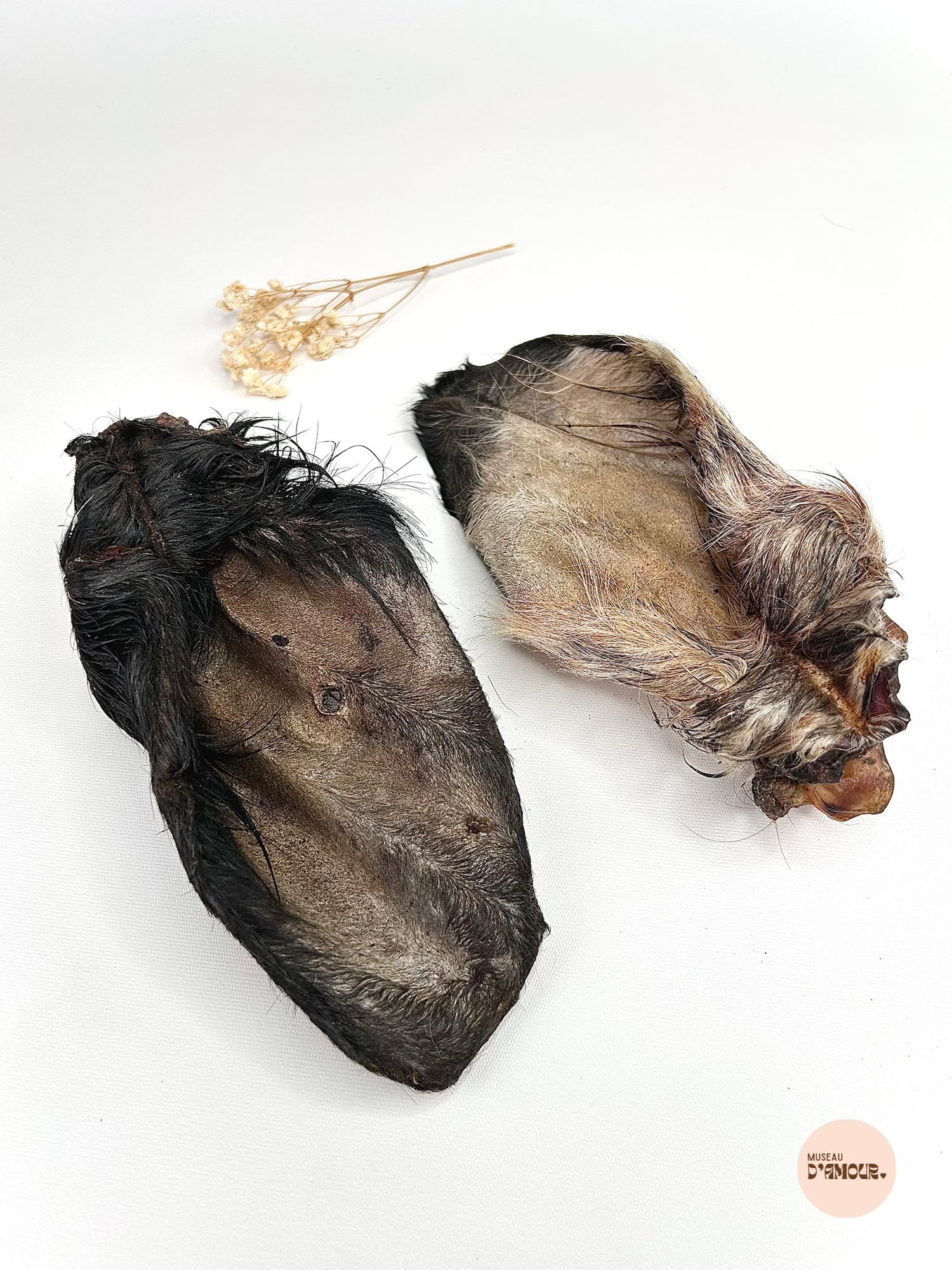 Oreille de bœuf - avec poils