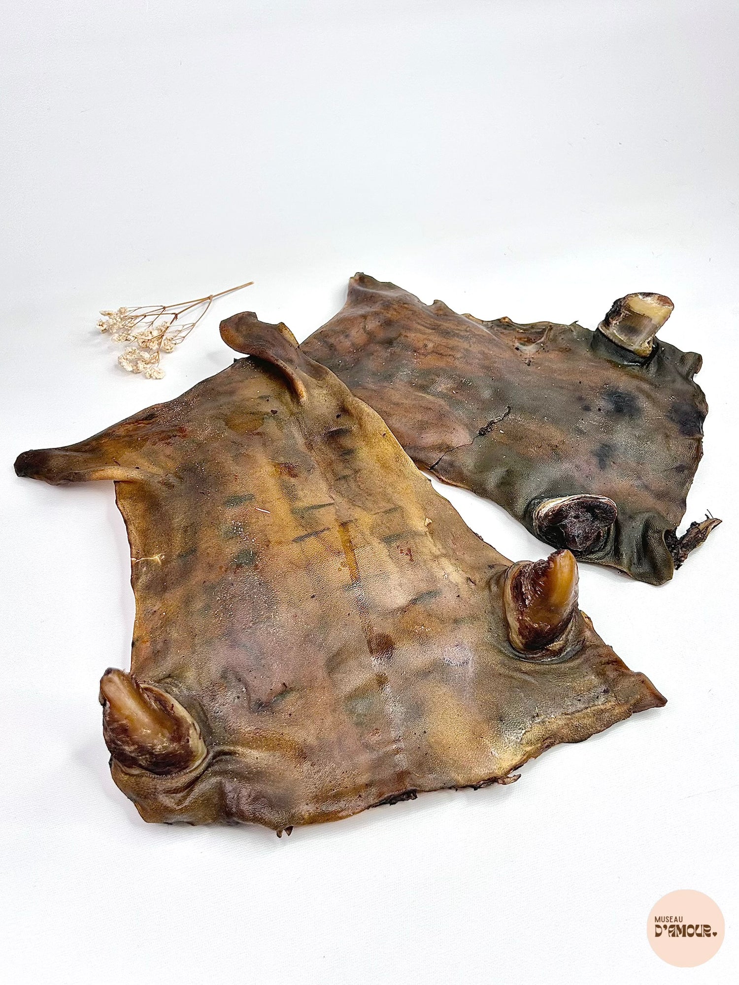 Plaque de peau de boeuf XL avec ergots