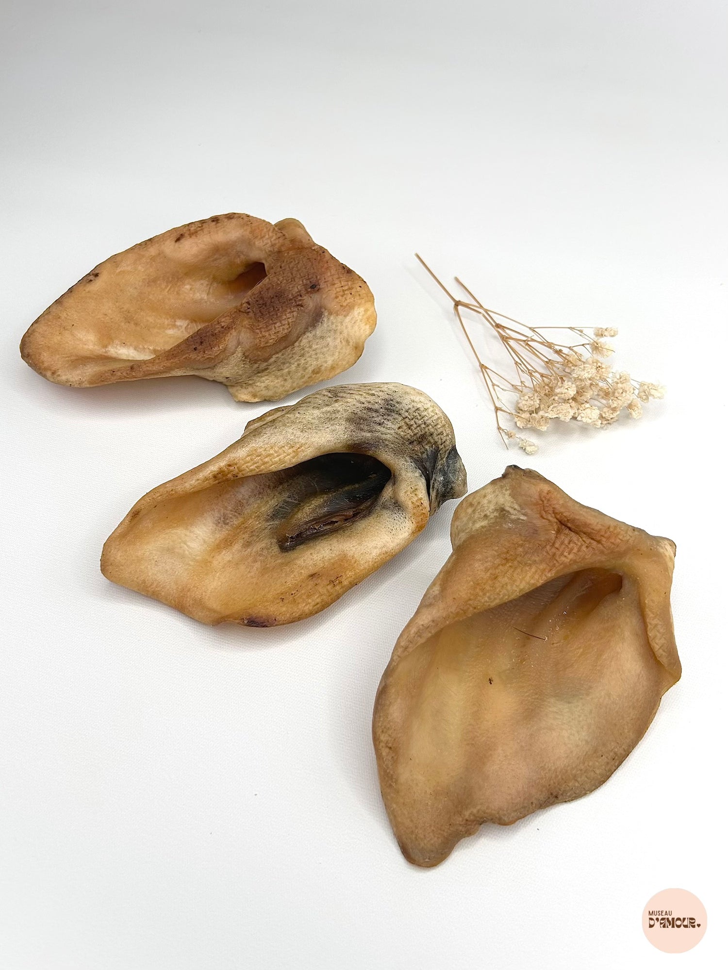 Oreille de sanglier