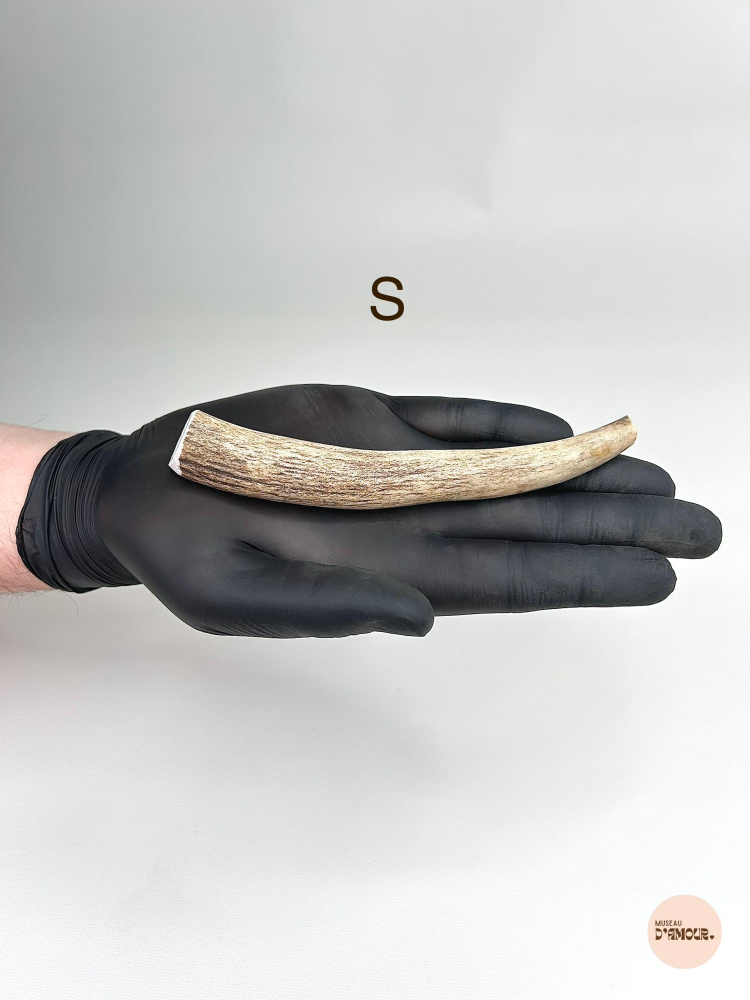 Bois de cerf entier