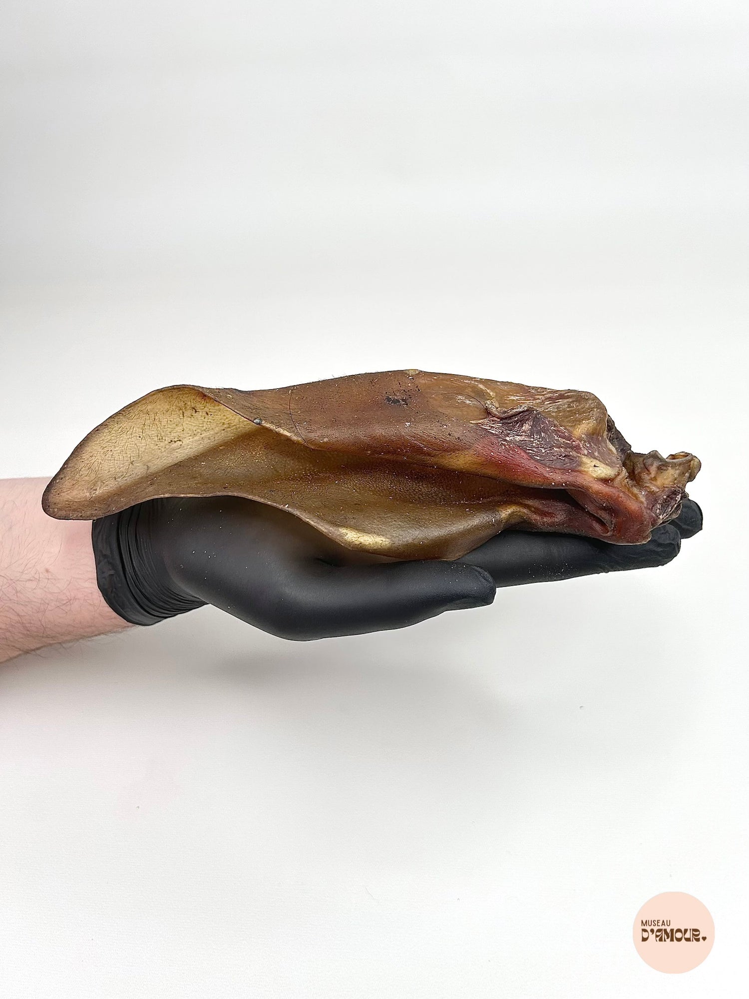 Oreille de bœuf - sans poils