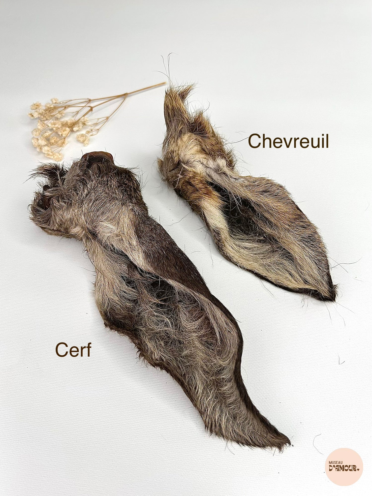 Oreille de cerf - avec poils