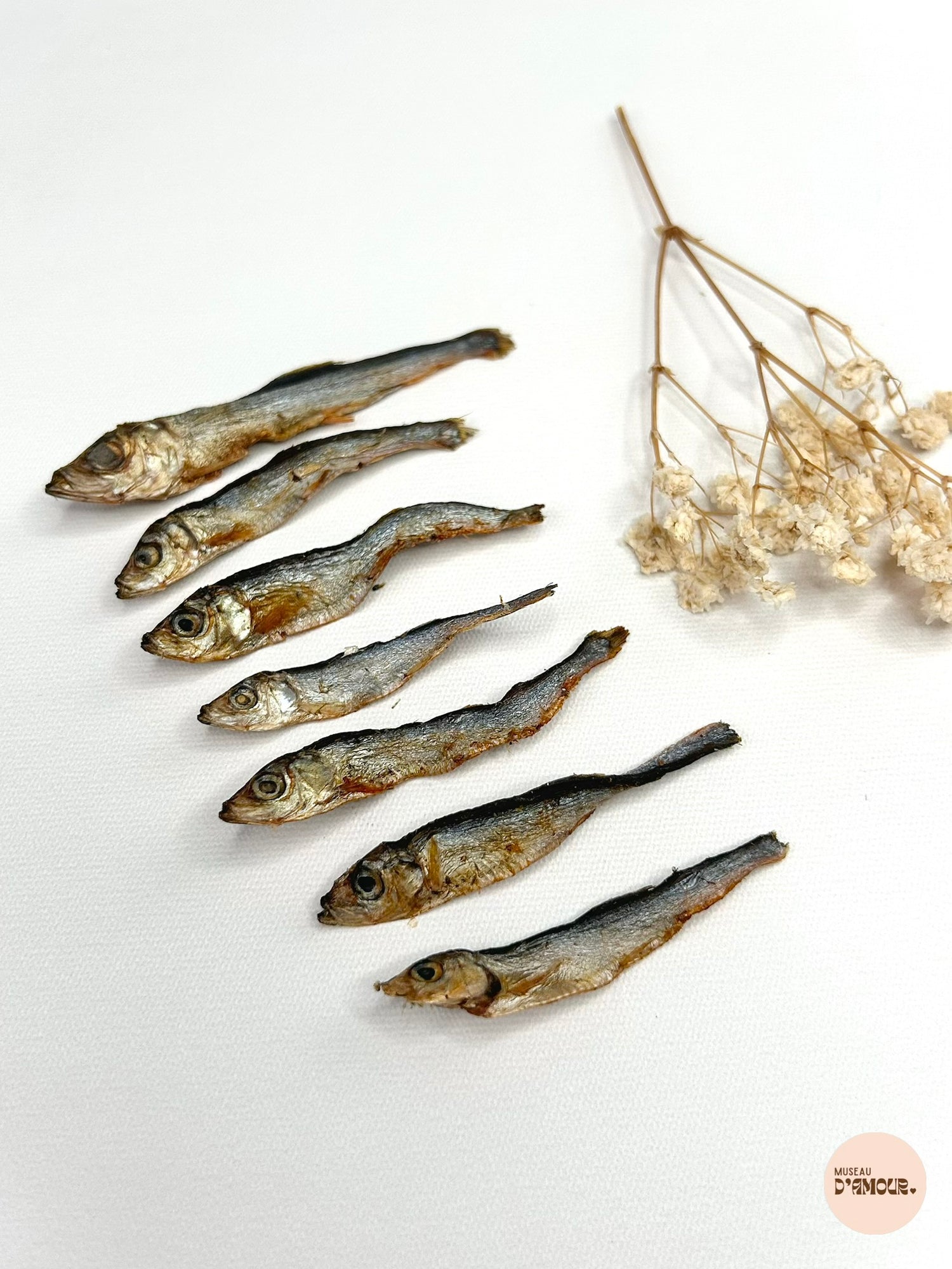 Sprat