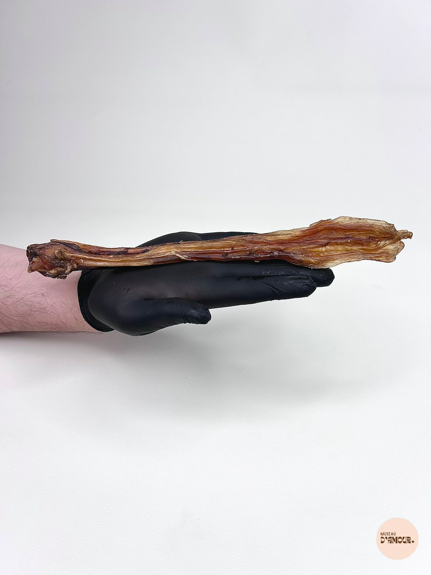 Tendon d'Achille de cerf