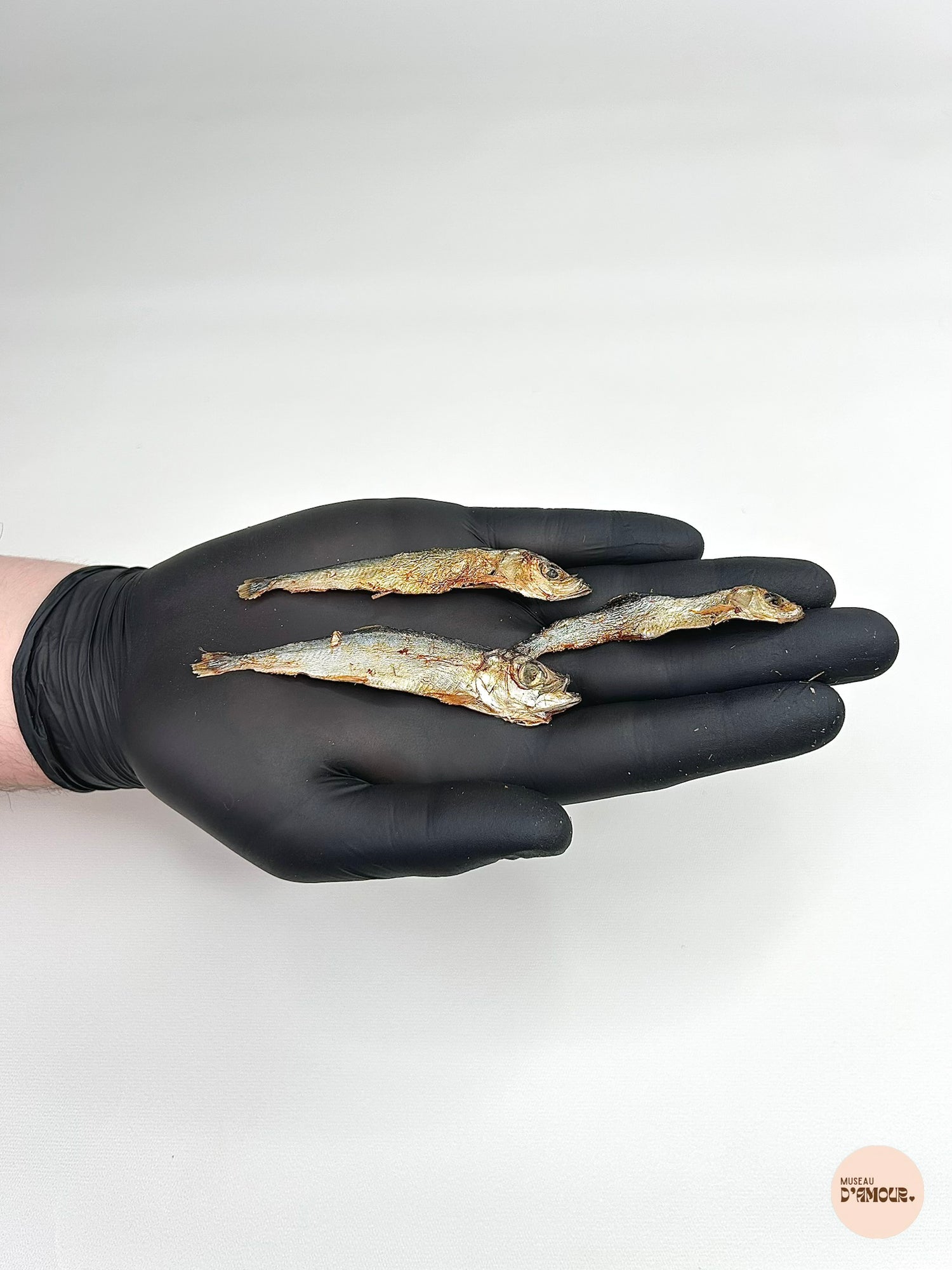 Sprat