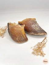 Sabot de boeuf