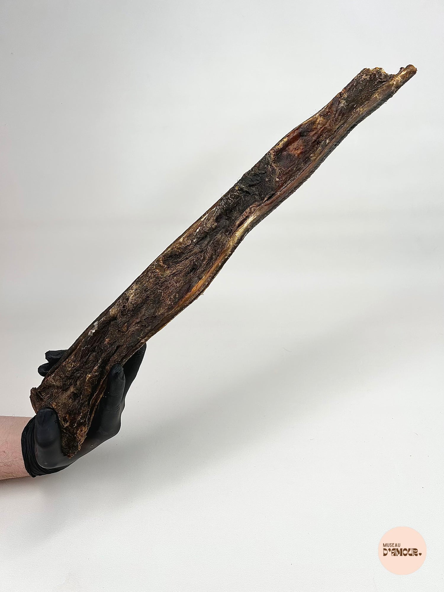 Peau de sanglier 50 cm